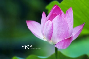 华体会下载-圣殿重生，2026世界杯决赛，内马尔与尼日利亚的永恒逆转