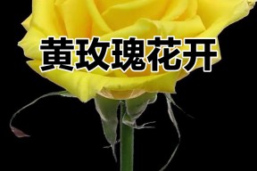 华体会网址-玫瑰盛开，芬芳扑鼻人人动容