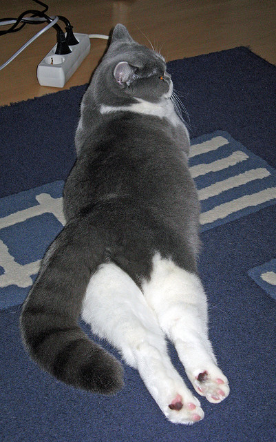 华体会网址-唯一进球功臣,总决赛之夜,卡拉斯科让分卫、控卫、前锋、中锋、裁判全部沦为配角 第2张 华体会网址-唯一进球功臣,总决赛之夜,卡拉斯科让分卫、控卫、前锋、中锋、裁判全部沦为配角 第2张